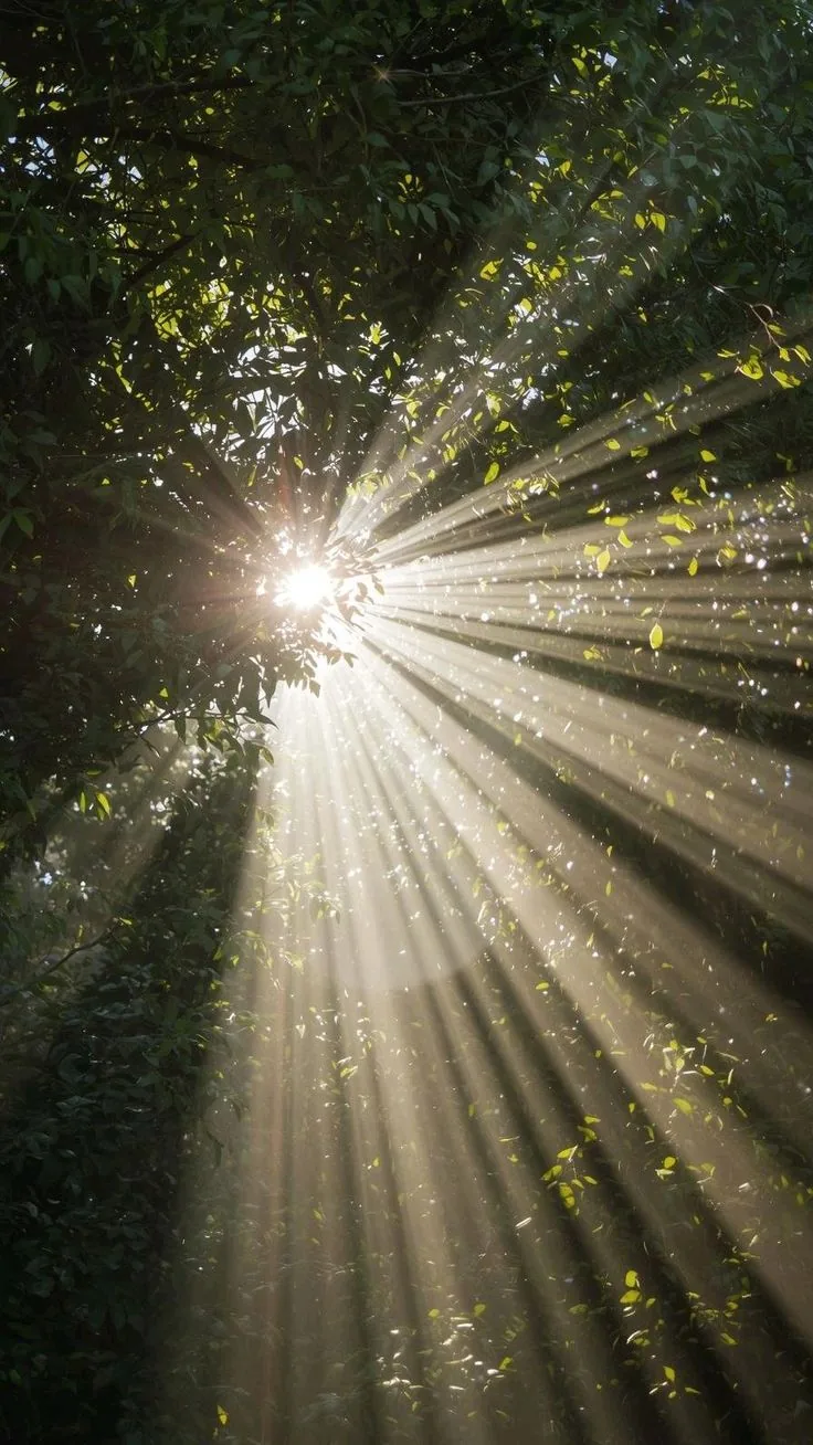Sunlight streaming through a tree canopy